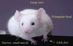 What is a siamese rat and other interesting facts about Domestic Rats